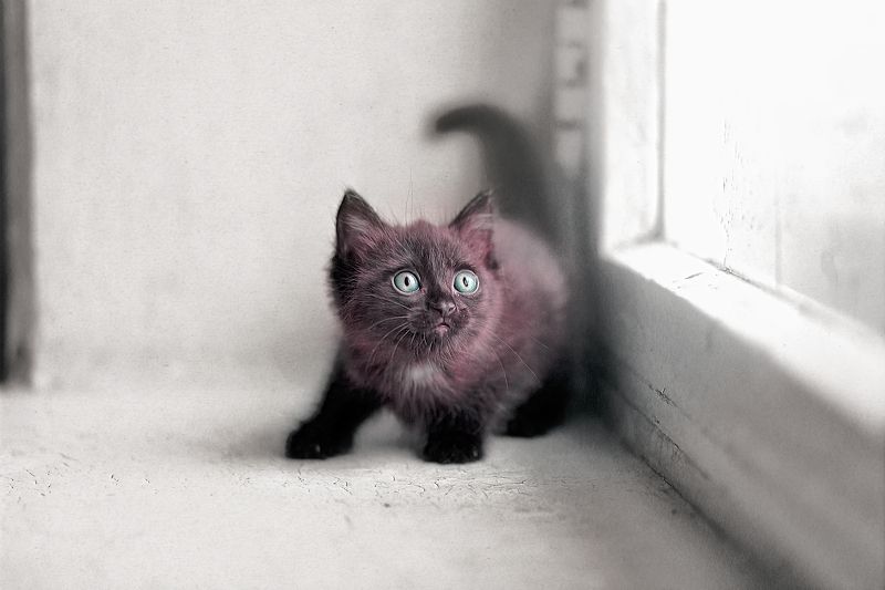 pets kitty black whats upppphoto preview