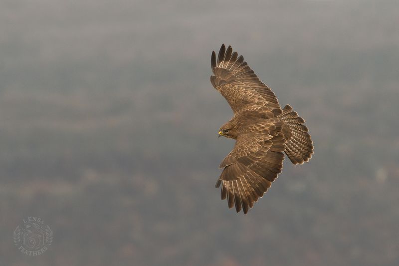 Канюк - Lens and Feathersphoto preview