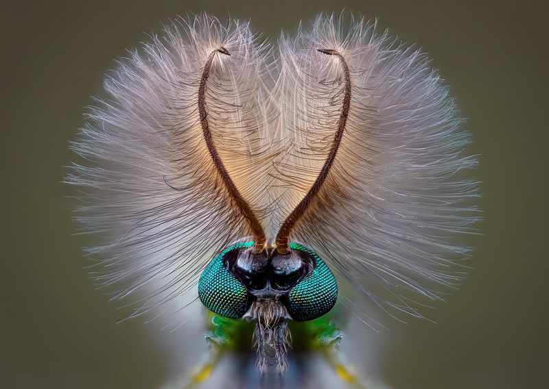 diptera,chironomidae, chironomini, комар-звонец, уodas trūklys Звонарь фото превью