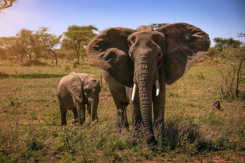 Африкаphoto preview