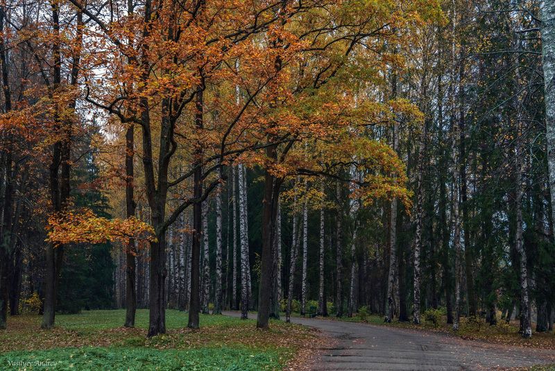 павловский парк, осень, павловск, санкт-петербург Осень в паркеphoto preview