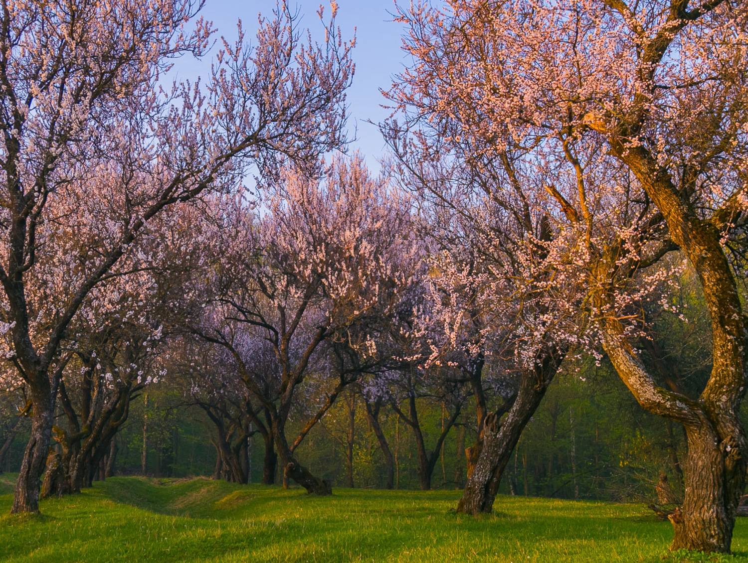 , Александр Подрез