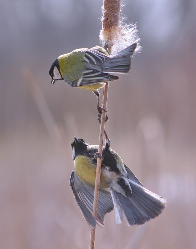В связке.photo preview