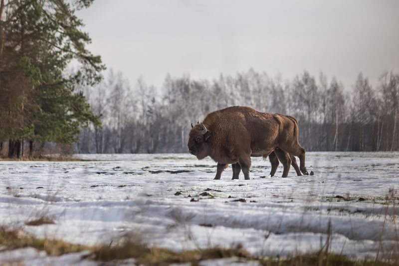 зубр, животные, природа, дикая природа, wildlife, nature, canon Прогулкаphoto preview