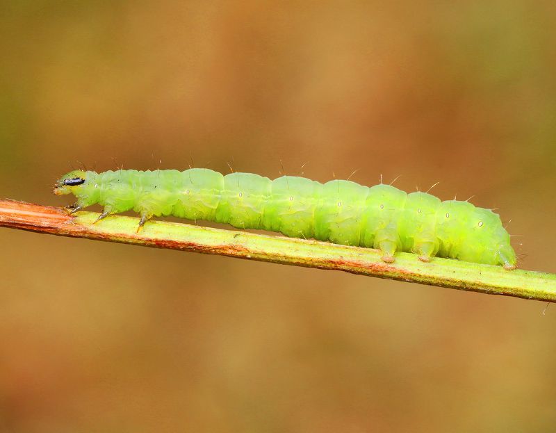 Caterpillar ...photo preview