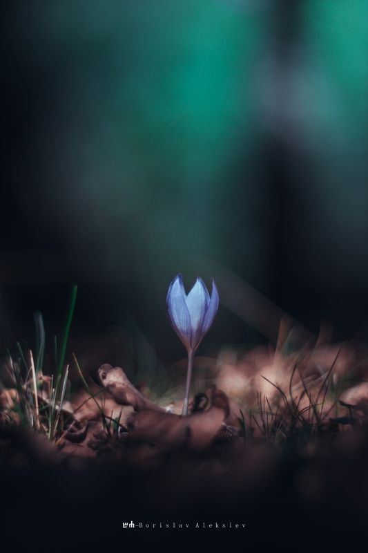 flower,light,dark,nature,plant,exterior,green, Greenphoto preview