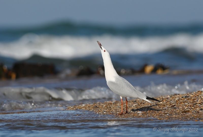 Морской голубок и мореphoto preview