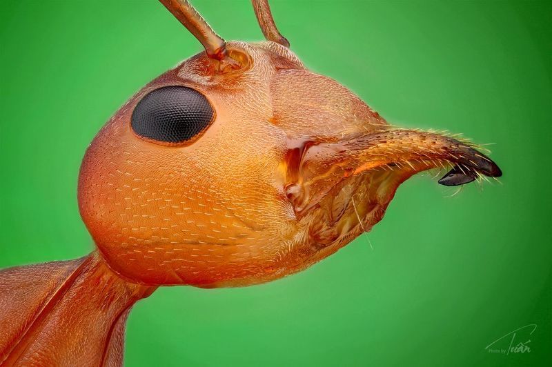 Red ant.photo preview