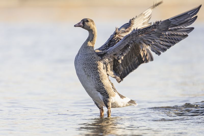 белолобый гусь, гусь, птицы, спб, петербург Молодой белолобый гусь. Петропавловская крепостьphoto preview