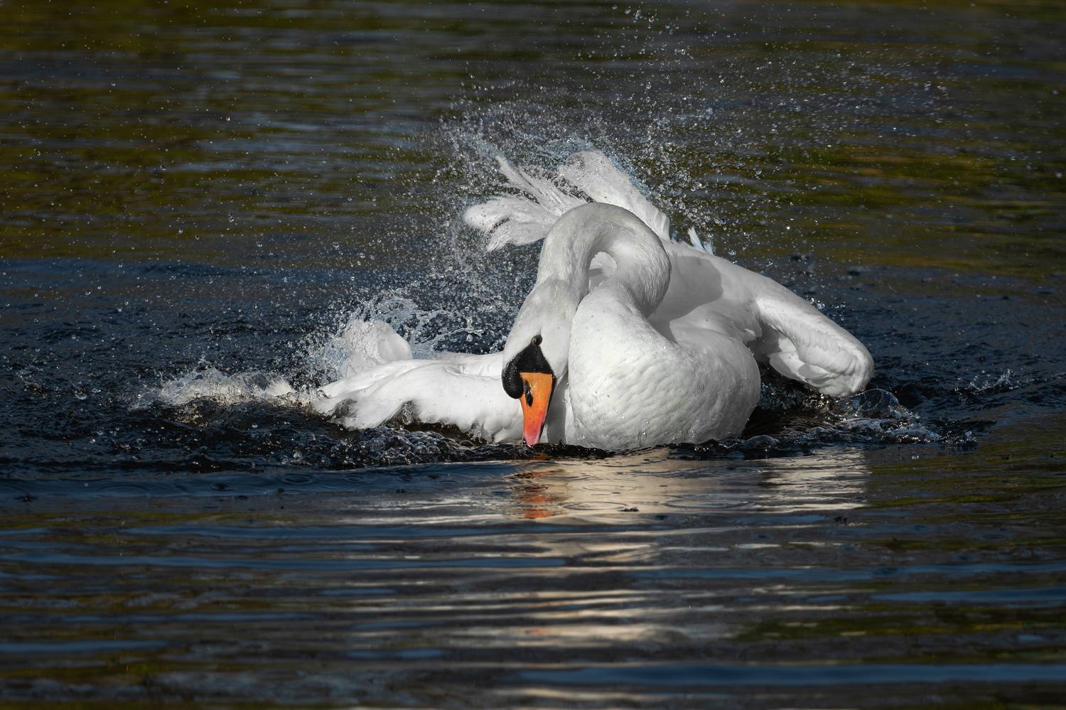 "Бьется лебедь средь зыбей...". Автор: Наталья Паклина , Наталья Паклина