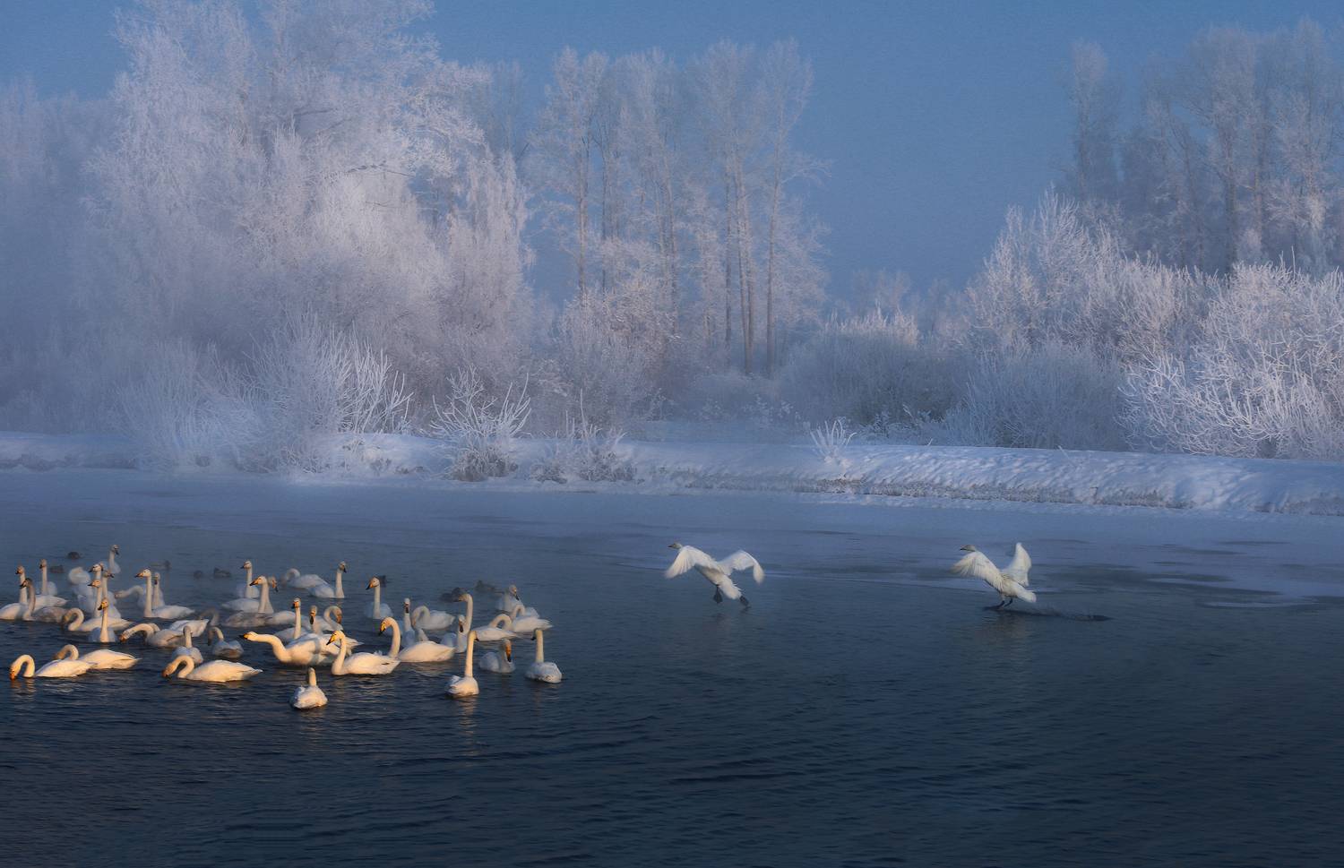 алтайский край, лебединое озеро, Галина Хвостенко