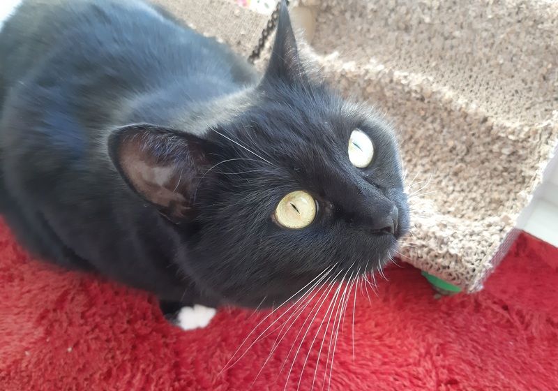 Чёрная кошка  Красное и чёрное. Взглядыphoto preview