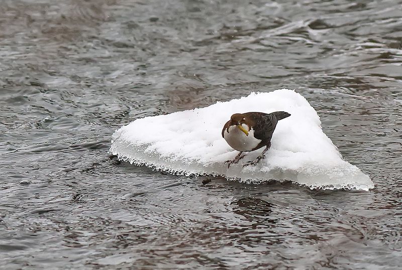 зима, птицы, оляпка, ручейник, река Оляпка поймала ручейника фото превью