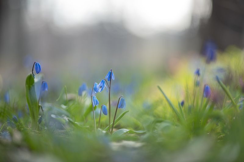 пролеска, первоцвет, апрель, весна, свет, цвет, россия, воронеж, геннадий мещеряков, nikon d 850, carl zeiss makro-planar t* 100mm f/2 zf.2 Нежное, весеннее...photo preview