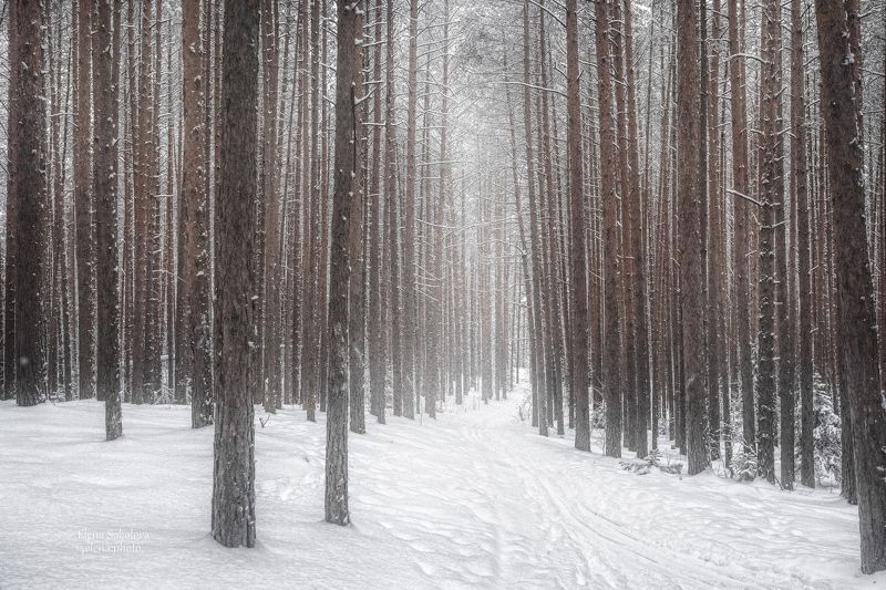 лес, зима, сосны, снег, бор Сосновый борphoto preview