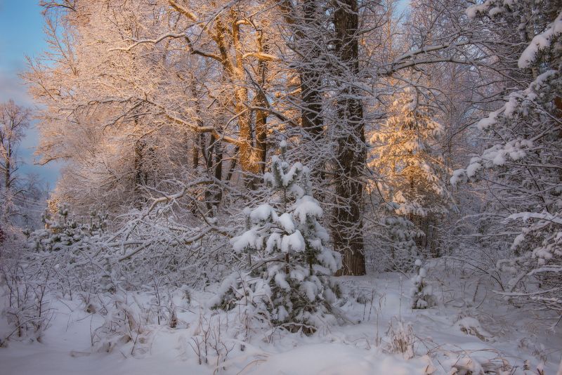 январь утро мороз свет серково Утренняя сказкаphoto preview