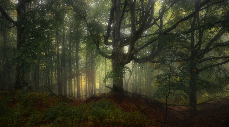 Successionphoto preview