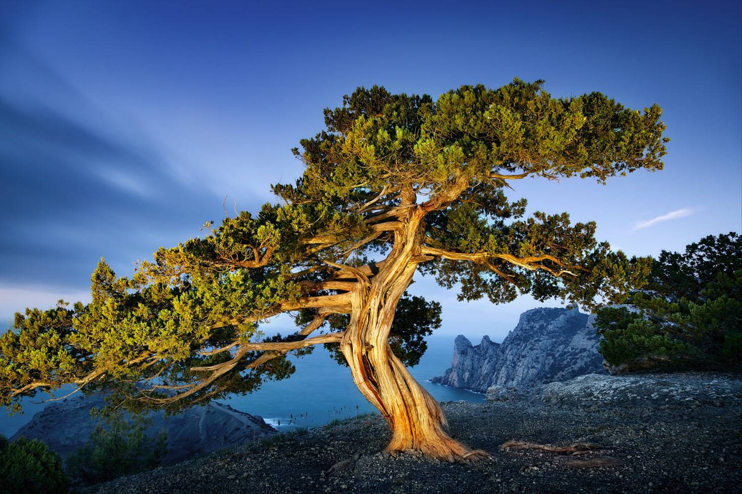 ***. Автор: Пучков Алексей крым, новый свет, ночь, море, горы, дерево, пейзаж, природа, crimea, landscape, судак, Пучков Алексей