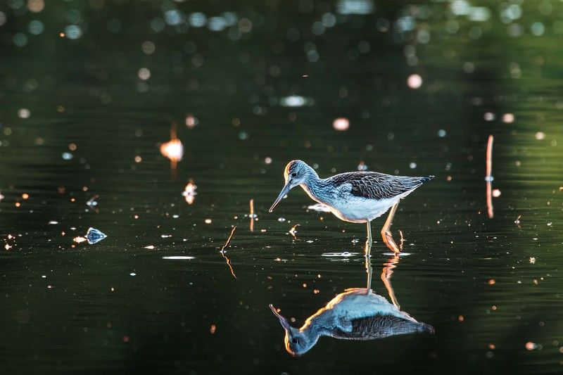 Большой улитphoto preview