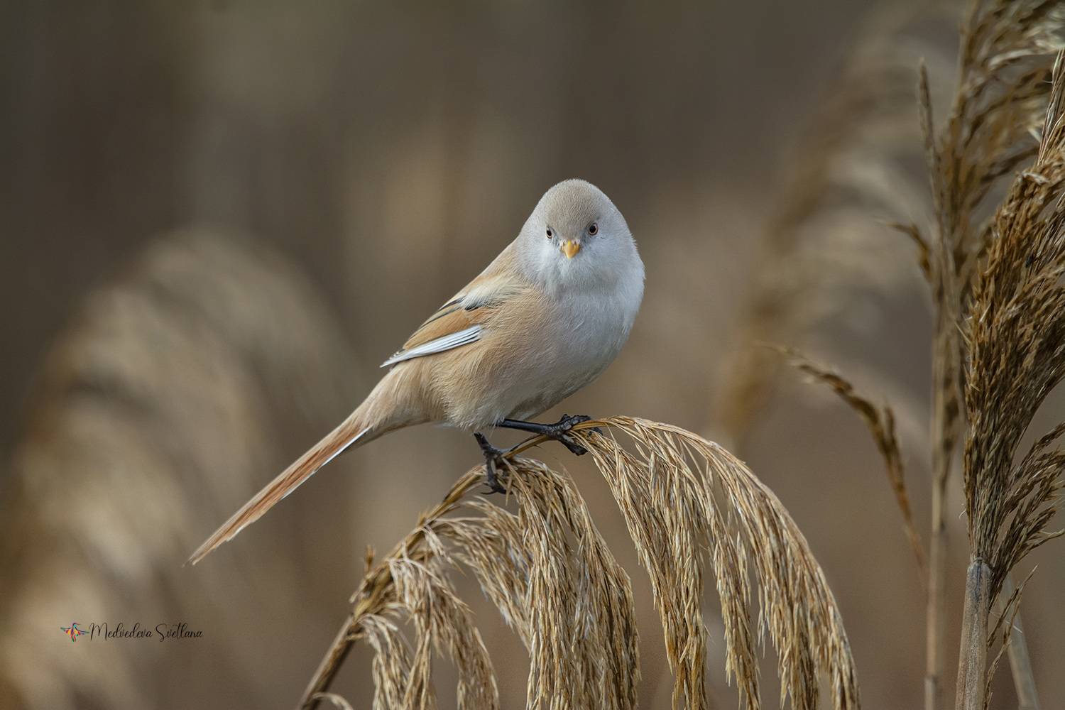 фотоохота, птица, усатая синица, Медведева Светлана