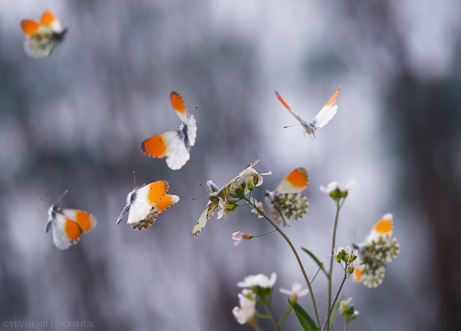 Автор: Лукашук Евгений , Лукашук Евгений