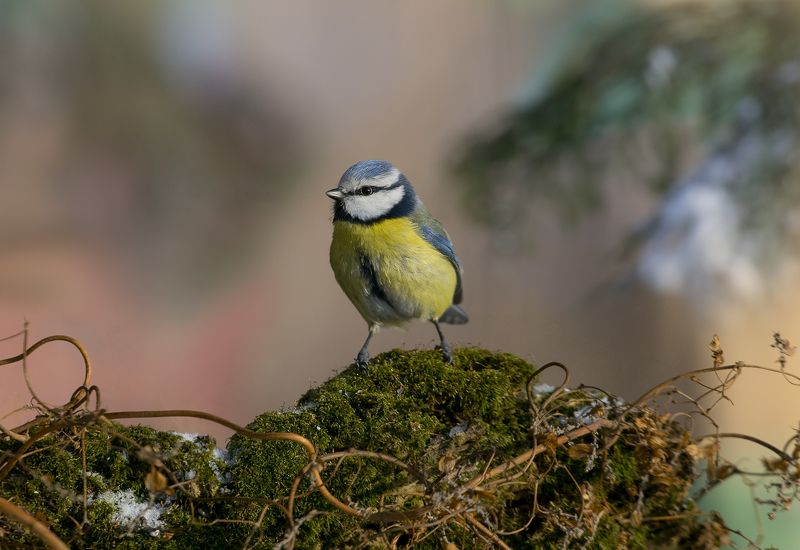 лазоревка, птицы, birds, wildlife, blue tit, зима Лазоревкаphoto preview