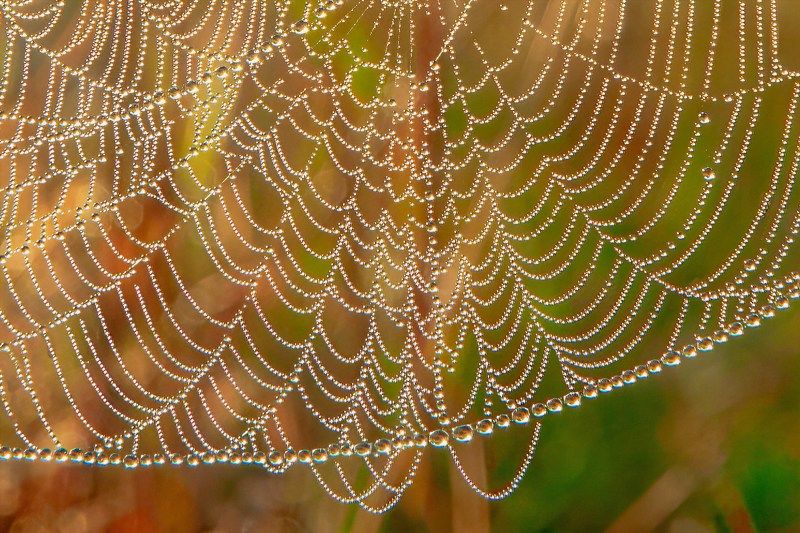 Солнечная росаphoto preview