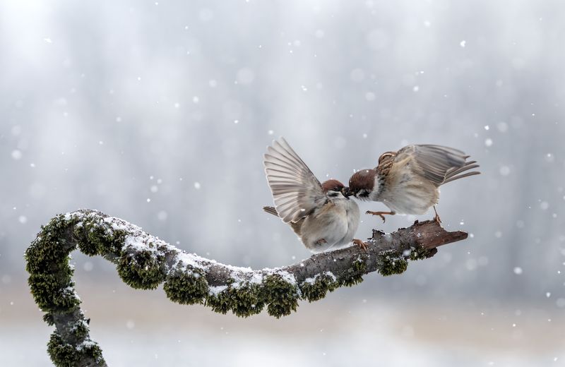 Снежный поцелуй фото превью