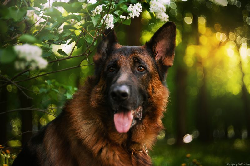 собака, овчарка, немецкая, портрет, сирень, боке, друг Портрет Алексаphoto preview