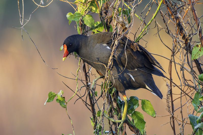 Камышница.photo preview