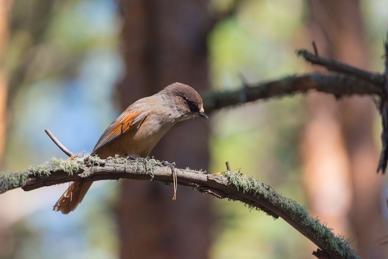кукша, ронжа, птица, птицы, лес, бор Кукша в боруphoto preview