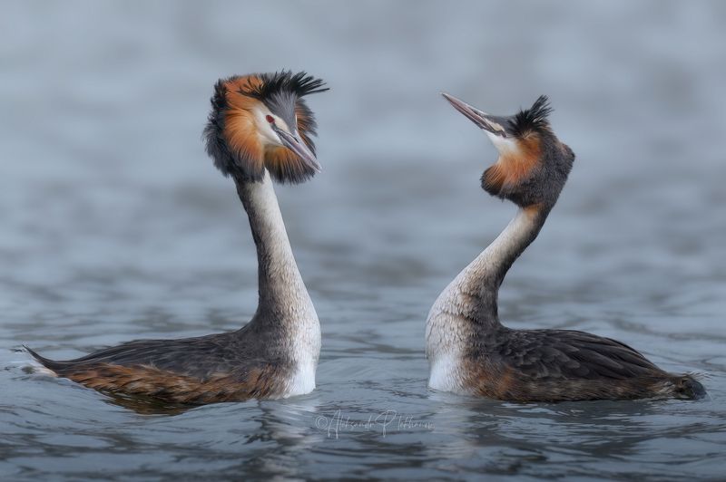 Танецphoto preview