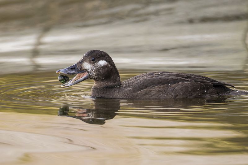 турпан, утка, нева, спб, петербург Турпан на Неве в центре СПбphoto preview