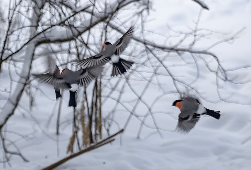 птицы, зима, снегири, бой, лес Воздушный бой красногрудых фото превью