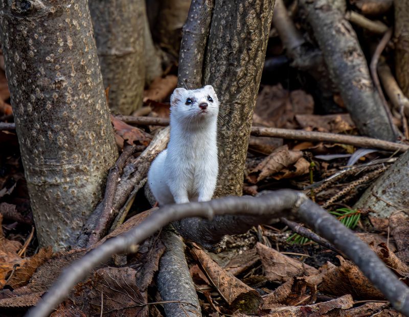 Ласка фото превью