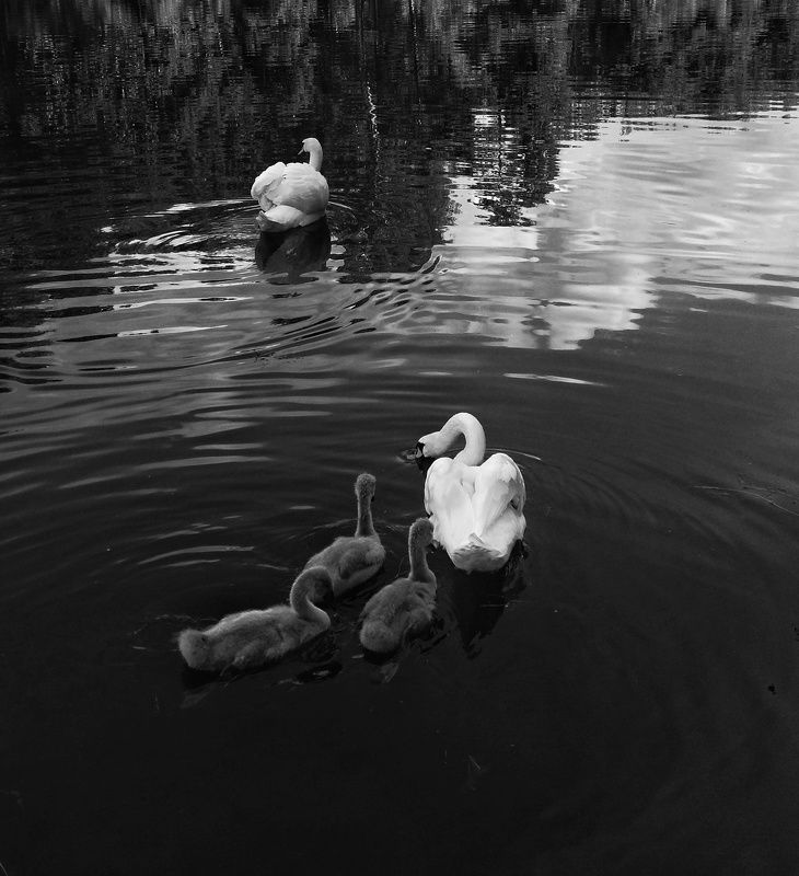 лебеди, природа, животные, птицы Семьяphoto preview