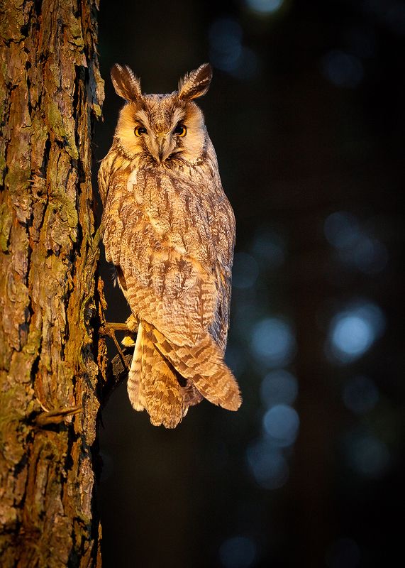 Ушастая соваphoto preview