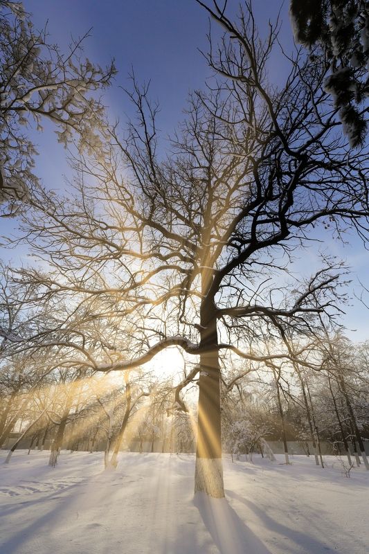 пейзаж Старый дубphoto preview