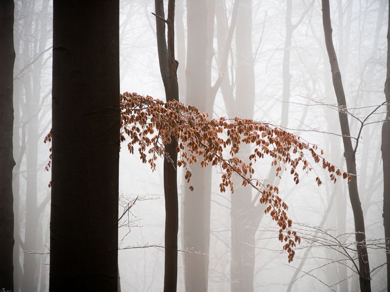 woodland,minimalism,slovakia,olympus,microfourthirds Contrastsphoto preview