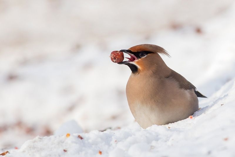 Обжора фото превью