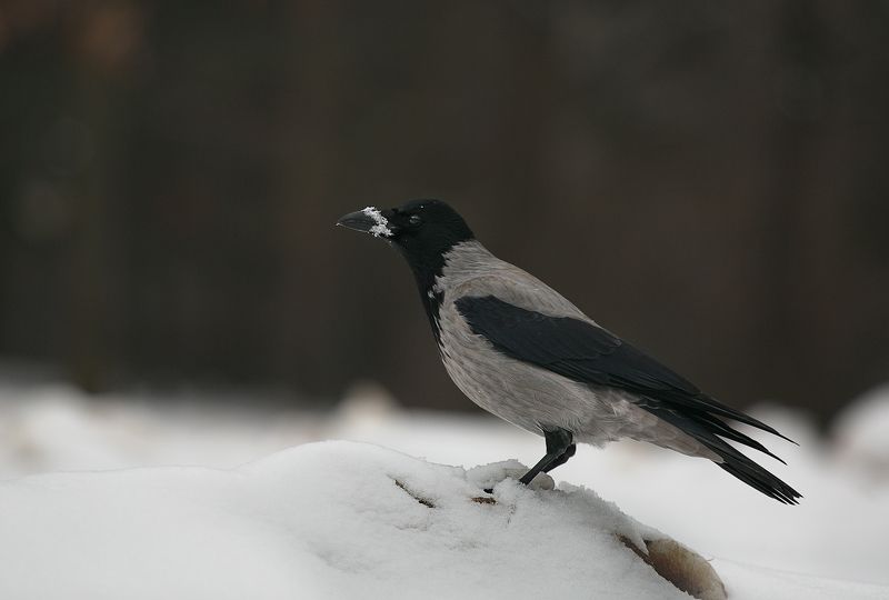 зима, птицы photo preview