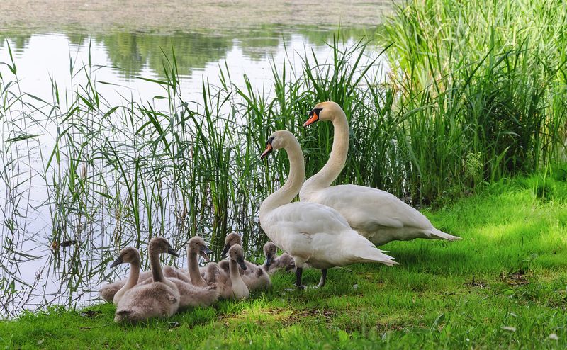 лето лебеди озеро семья Лебединая семья фото превью