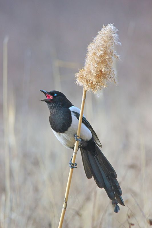 pica pica, сорока, Pica pica.photo preview
