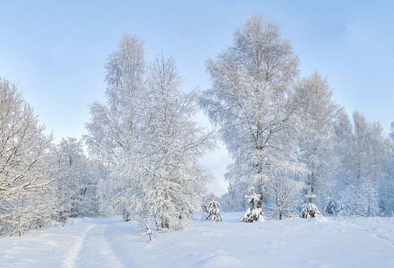 зима, снегопад, березы, подмосковье Снежная зимаphoto preview