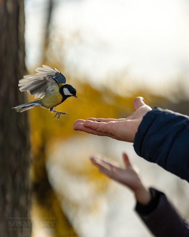 Птица счастья, выбери меня!photo preview