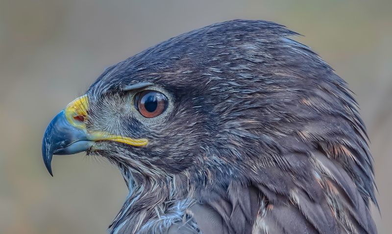aves, buteo buteo, обыкновенный канюк Гроза полевокphoto preview