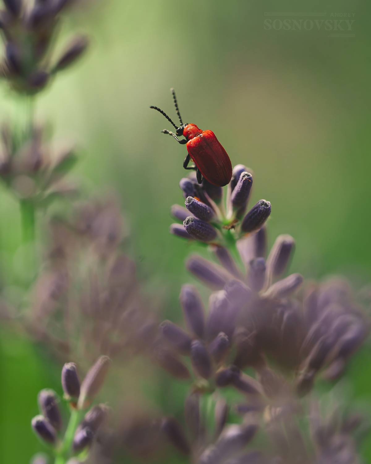 Перст указующий. Автор: Сосновский Андрей , Сосновский Андрей