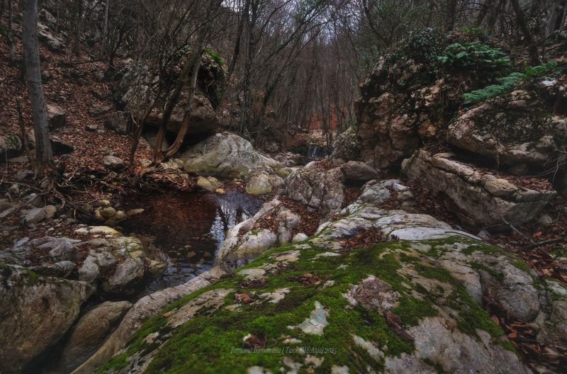 крым, зима, зима в крыму, цветы, растения, crimea, landscape, nature, севастополь Январский Крымphoto preview