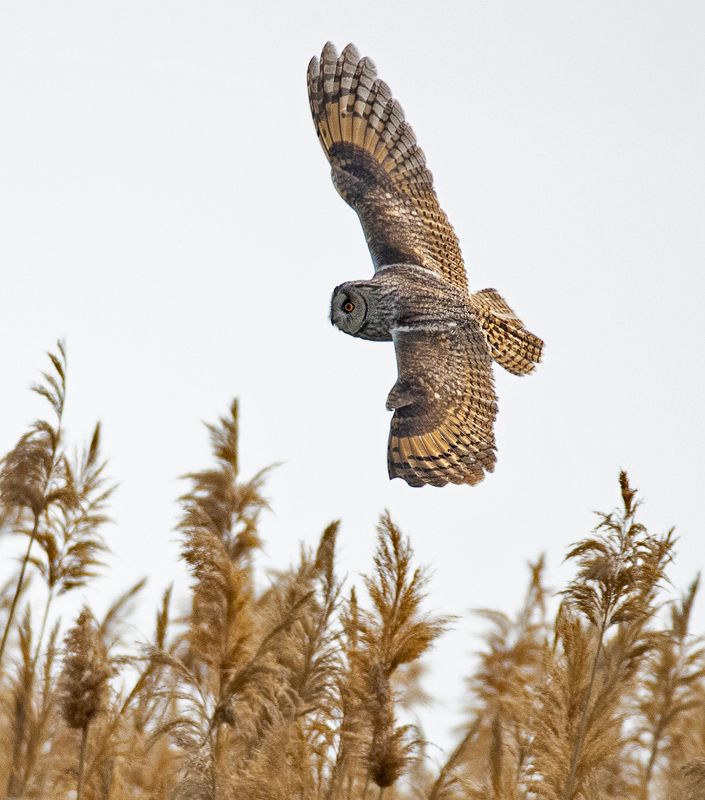 сова Полет ушастой совыphoto preview