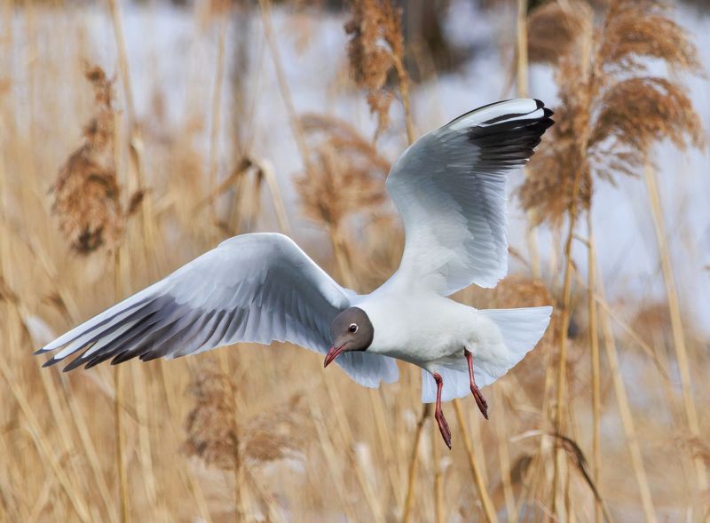 птицы, чайка Чайкаphoto preview